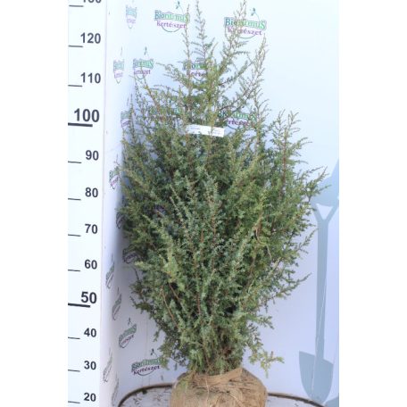 Ír oszlopos boróka Juniperus com.Hibernica Fl 100-125