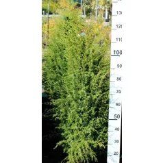 Ír oszlopos boróka Juniperus com. Hibernica Fl 125-150