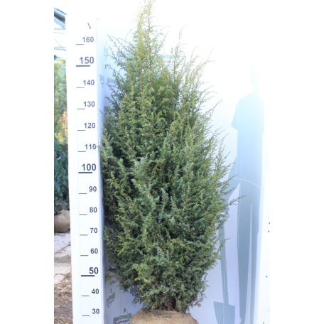 Ír oszlopos boróka Juniperus com. Hibernica Fl 125-150