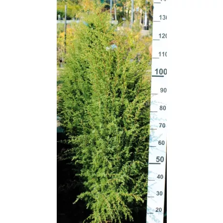 Ír oszlopos boróka Juniperus com. Hibernica Fl 125-150