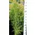 Ír oszlopos boróka Juniperus com. Hibernica Fl 125-150