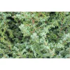 Ír oszlopos boróka Juniperus com. Hibernica Fl 125-150