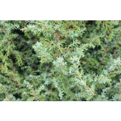 Ír oszlopos boróka Juniperus com. Hibernica Fl 125-150