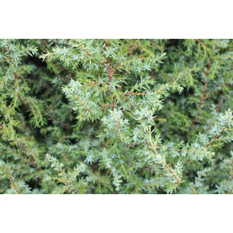 Ír oszlopos boróka Juniperus com. Hibernica Fl 125-150