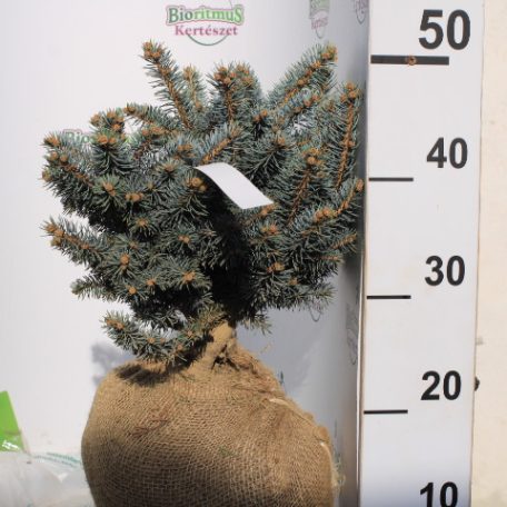 Gömb ezüstfenyő Picea pungens Glauca Globosa Fl 20-40