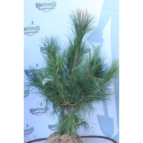 Feketefenyő Pinus nigra FL 60-80