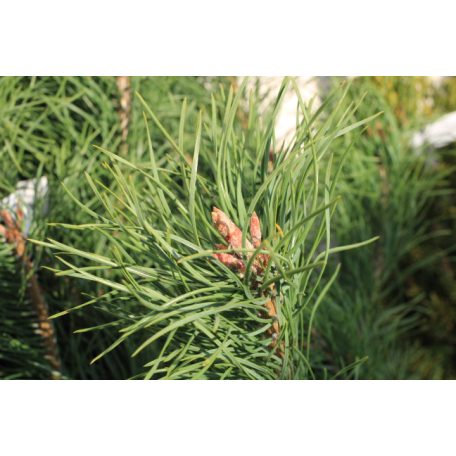 Erdei fenyő Pinus sylvestris FL 80-100
