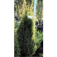 Kampósfenyő Pinus uncinata Fl 60-80