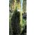Kampósfenyő Pinus uncinata Fl 60-80