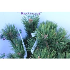 Kampósfenyő Pinus uncinata Fl 60-80