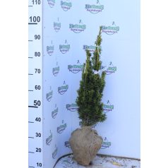 Arany oszlopos tiszafa Taxus bacc. David Fl 60-80