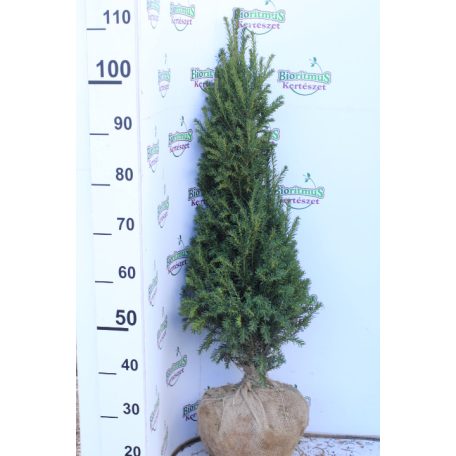 Oszlopos tiszafa Taxus bacc. Overeynderi Fl 80-100