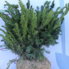 Terülő tiszafa Taxus baccata Repandens Fl 40-60