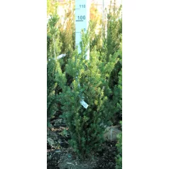 Oszlopos tiszafa (hímivarú) Taxus media Hillii Fl 60-80