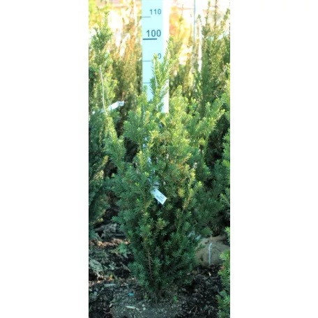 Oszlopos tiszafa (hímivarú) Taxus media Hillii Fl 60-80