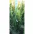 Oszlopos tiszafa (hímivarú) Taxus media Hillii Fl 60-80