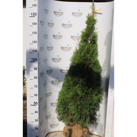 Smaragd tuja Thuja occ. Smaragd Fl 125-150