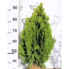 Sárga törpe keleti tuja Thuja or. Aurea Nana Fl 60-80
