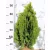 Sárga törpe keleti tuja Thuja or. Aurea Nana Fl 60-80