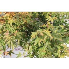 Japán juhar Acer palm. Little Princess FL 60-80
