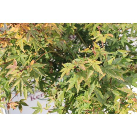 Japán juhar Acer palm. Little Princess FL 60-80