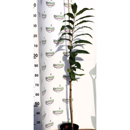Szelídgesztenye Castanea sativa K5 100-125