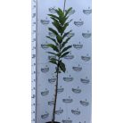 Szelídgesztenye Castanea sativa K5 100-125