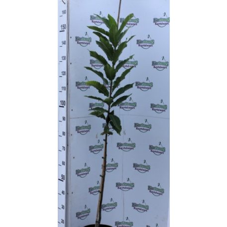 Szelídgesztenye Castanea sativa K5 100-125