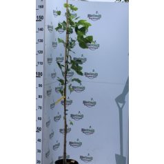 Amerikai tulipánfa Liriodendron tulipifera K5 100-125