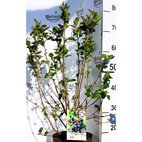 Fekete berkenye Aronia prunifolia Nero  40/60