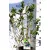 Fekete berkenye Aronia prunifolia Nero  40/60