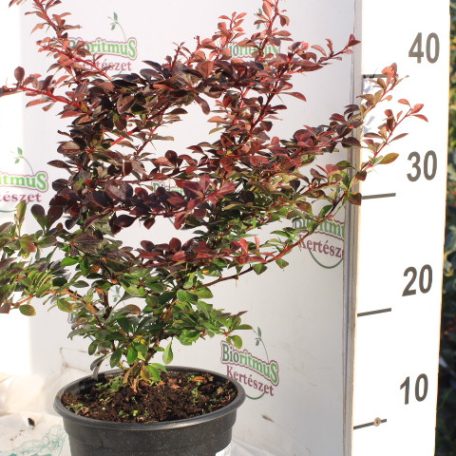 Japán vérborbolya Berberis th. Red Chief K2 30/40