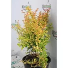 Sárga levelű Berberis th. Sárga K2 30/+