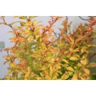 Sárga levelű Berberis th. Sárga K2 30/+