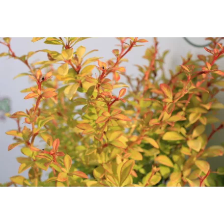 Sárga levelű Berberis th. Sárga K2 30/+