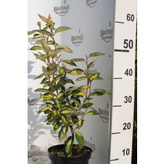 Széleslevelű ezüstfa Eleagnus ebbingei Limelight K2 30/40