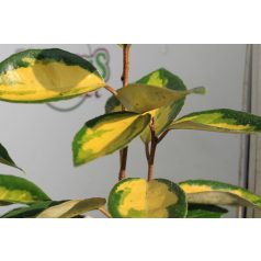 Széleslevelű ezüstfa Eleagnus ebbingei Limelight K2 30/40