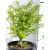 Szárnyas kecskerágó Euonymus alatus Chicago Fire K5 30/40
