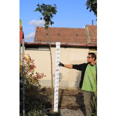 Gömb kőris Fraxinus orn. Mecsek K25 10/12