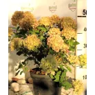 Fehér bugás hortenzia Hydrangea pan. Little Lime K4 40/50