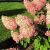 Rózsaszín bugás hortenzia Hydrangea pan. Sundae Fraise K5 40/+