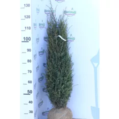 Oszlopos ír boróka Juniperus com. Sentinel FL 2xi 100/125