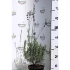 Levendula Lavandula int. Amelia K2 20/30
