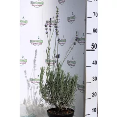 Levendula Lavandula int. Amelia K2 20/30
