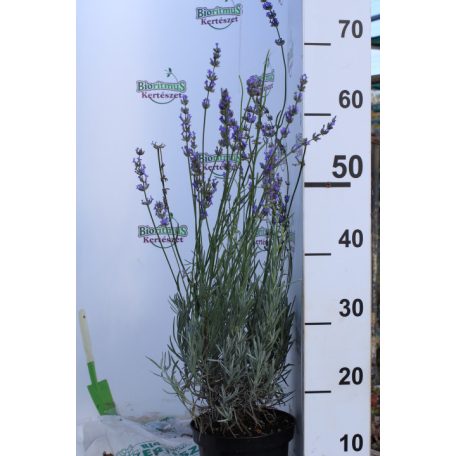 Lavandula int. Amelia K2 20/30