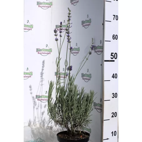 Levendula Lavandula int. Amelia K2 20/30