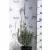 Levendula Lavandula int. Amelia K2 20/30