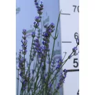 Levendula Lavandula int. Amelia K2 20/30