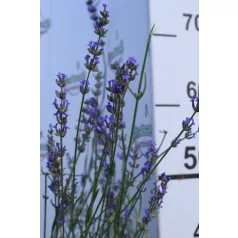 Levendula Lavandula int. Amelia K2 20/30