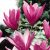 Nagyvirágú liliomfa Magnolia Susan K2 40/60